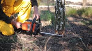 How Our Tree Care Process Works  in  Lake Of The Woods, VA