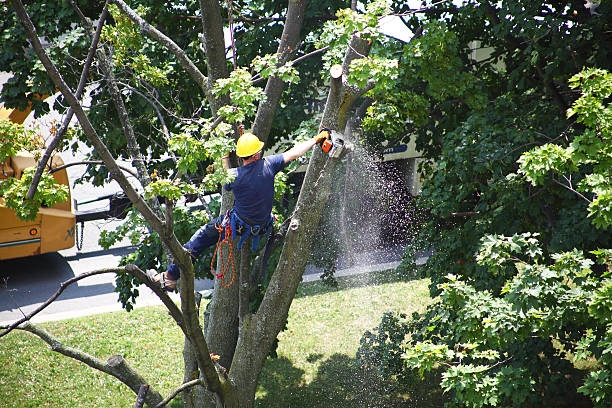 Best Tree Trimming and Pruning  in Lake Of The Woods, VA